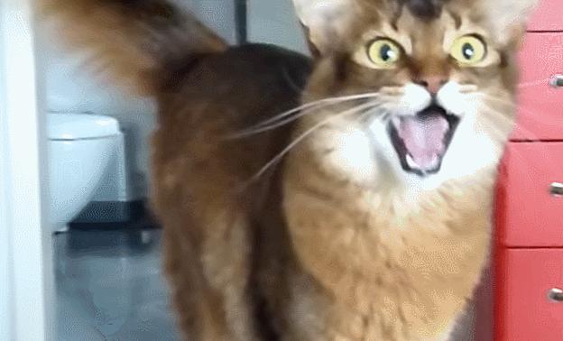 猫咪有哪些品种及名称图片,猫咪有多少品种和名字