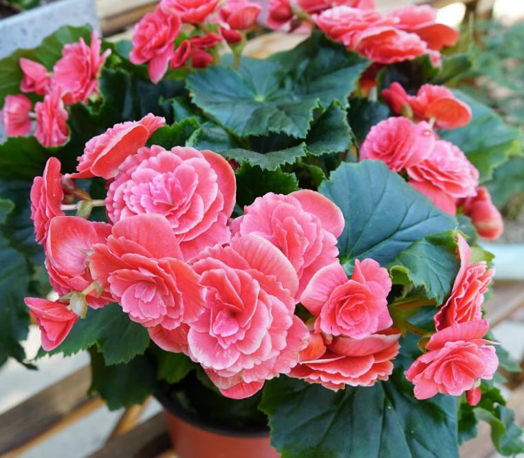 年前逛花市这5种花打死也别买,春天逛花市5种花千万别买