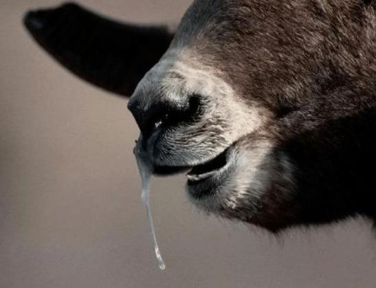 羊感冒用什么药好得快呢,羊感冒吃什么药