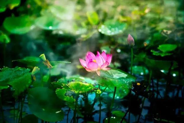 惊艳千年的“花之仙子”，唯美了整个夏天