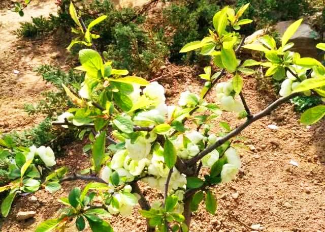 甲友心声——时光不老，终将一寸一寸地治愈我