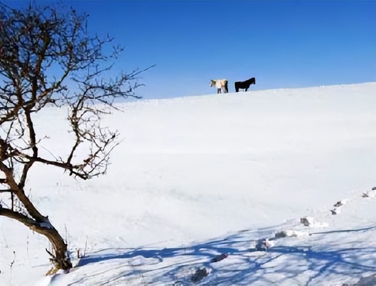 关于描写马的古诗大全简短,关于马的古诗句10首