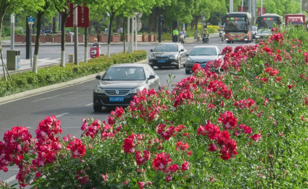 太仓蓝色花海,太仓好看的花海
