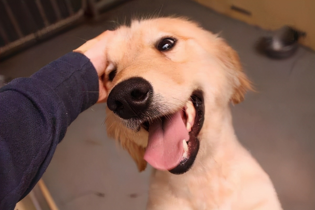 为什么猫没狗工作能力强,猫为什么不如狗那么忠诚听话呢