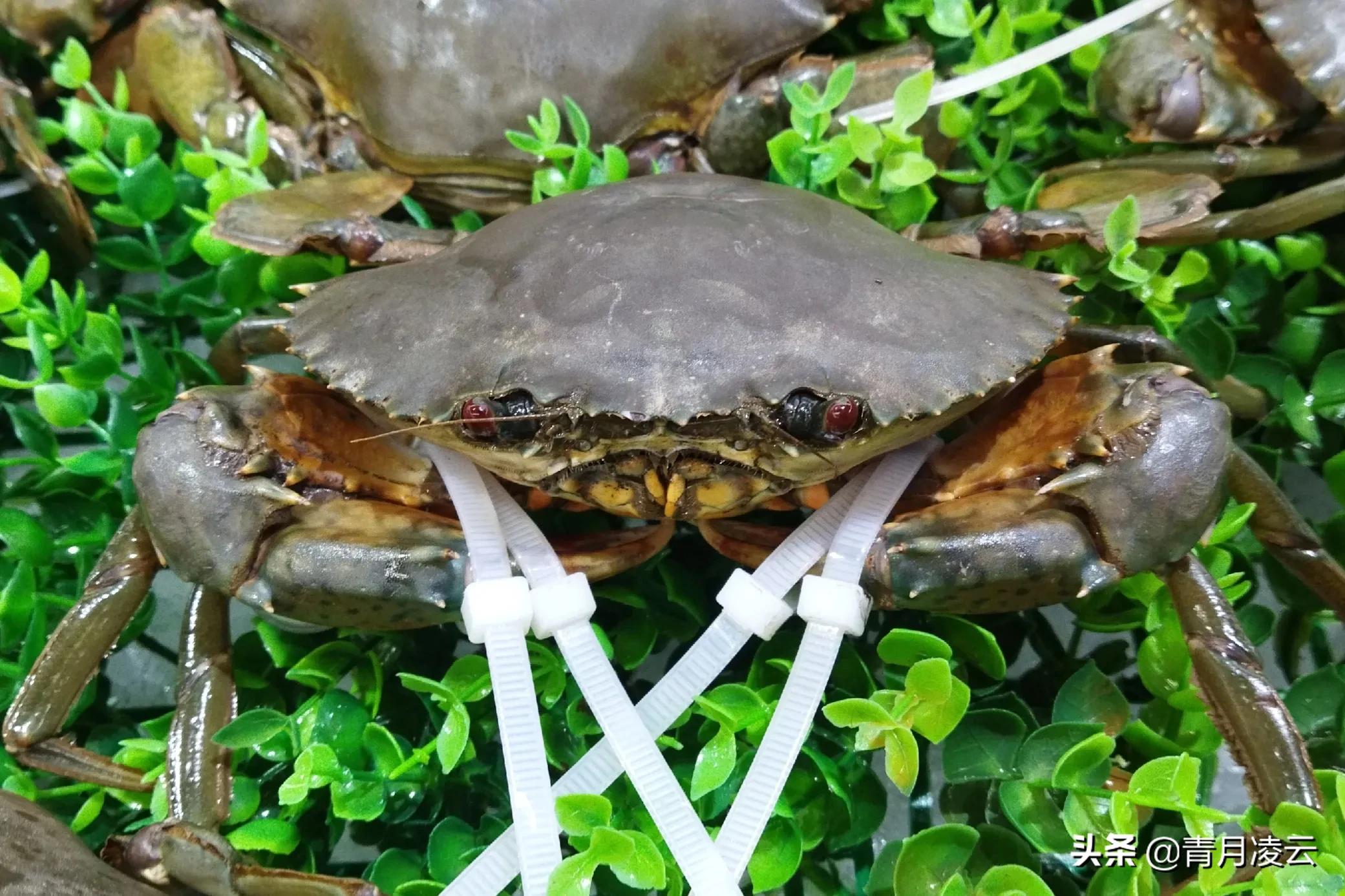 海鲜市场常见海产品图鉴,海鲜市场常见海产品图鉴表图例