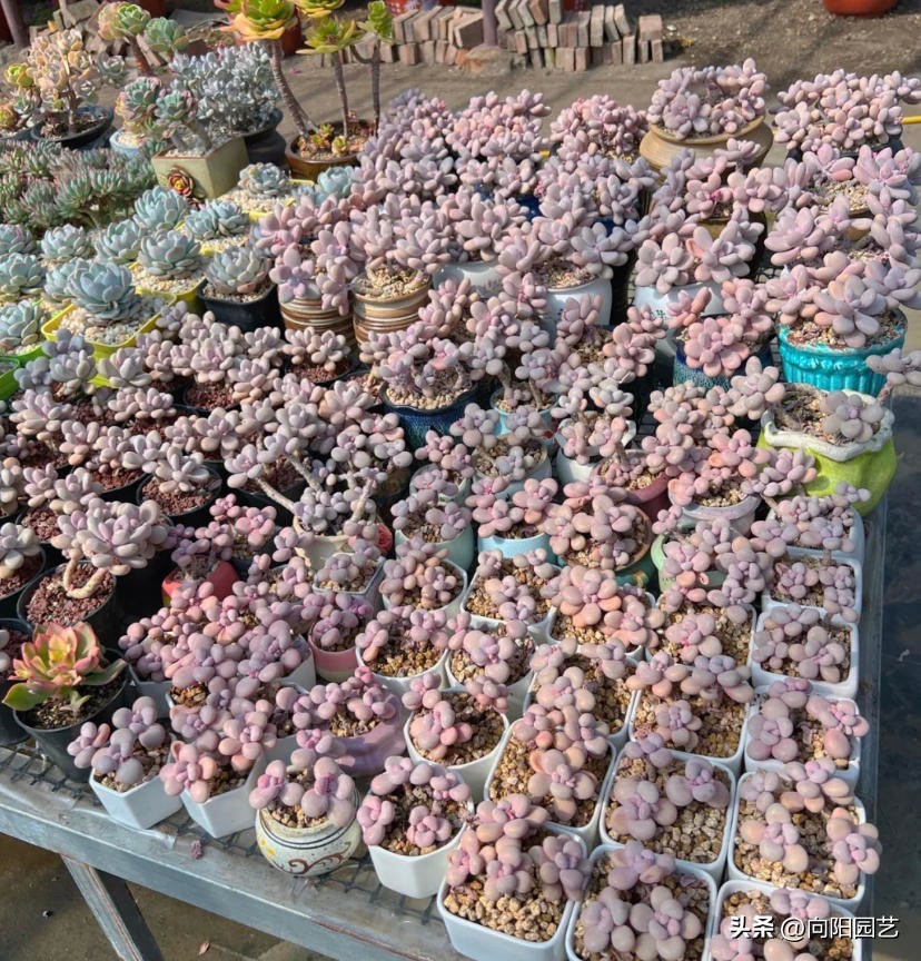 室外养多肉保温,冬季养殖通风保温