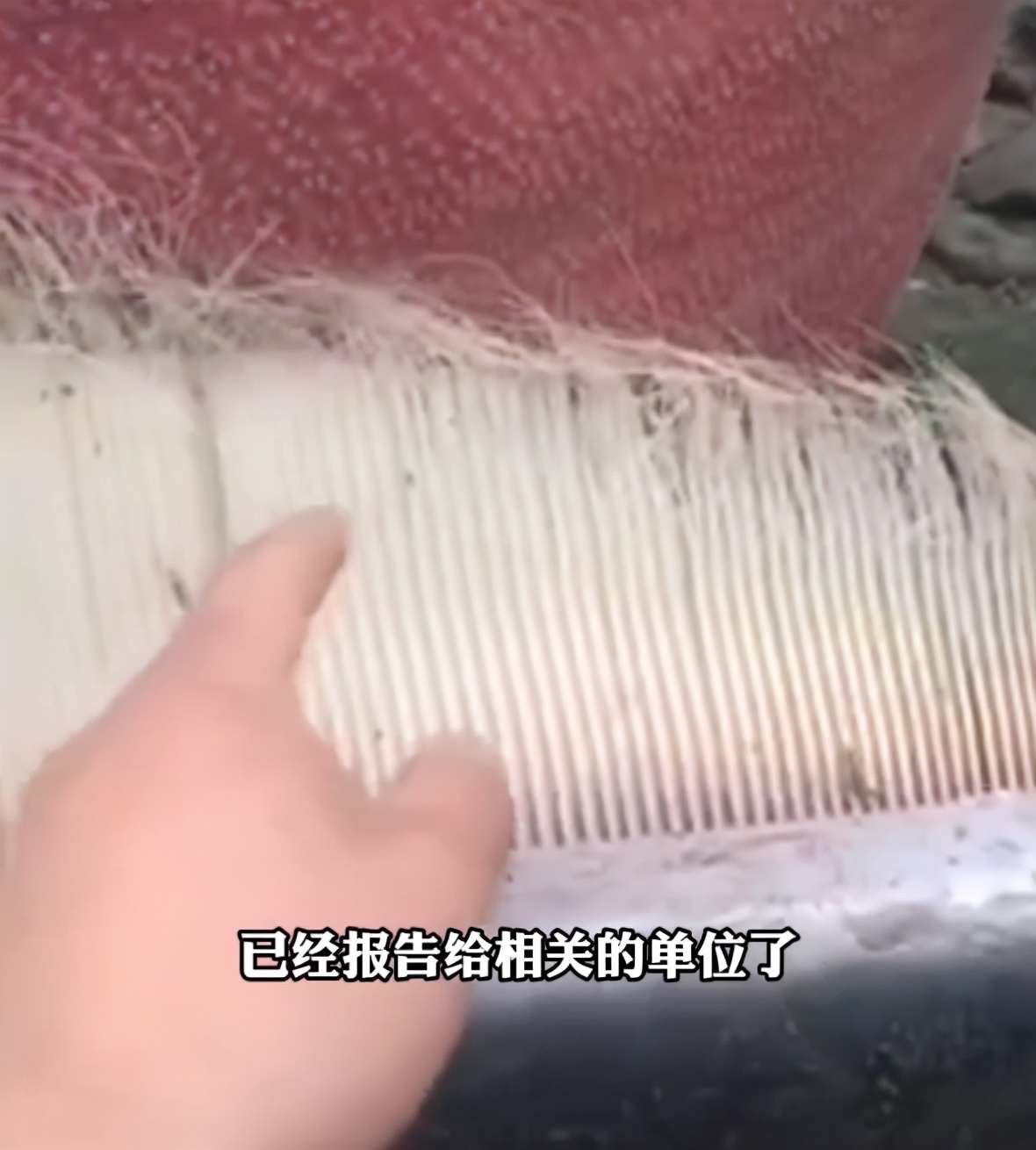 辽宁海域鲸鱼,海边发现一只小海豚