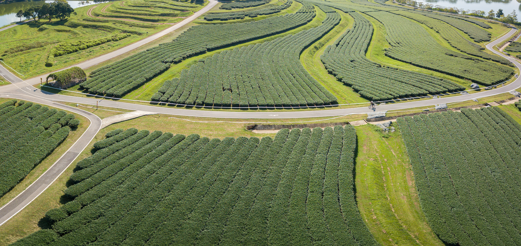 宋茗白茶80g装是什么品种,安徽有白茶吗白茶有哪些品种