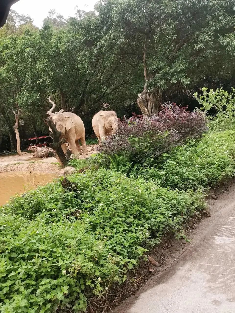 长隆欢乐世界必刷项目,广州长隆动物园必刷项目