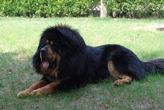 男子救助藏獒,男子收养一只流浪藏獒