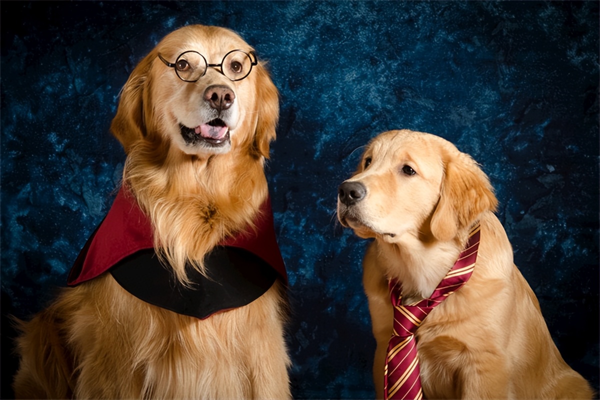 普安特狗狗驱虫药直播,狗狗用普安特感冒药怎么喂