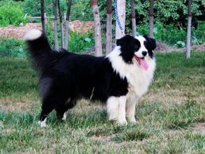 科学养狗狗最好的方法,科学饲养狗狗须知十大准则