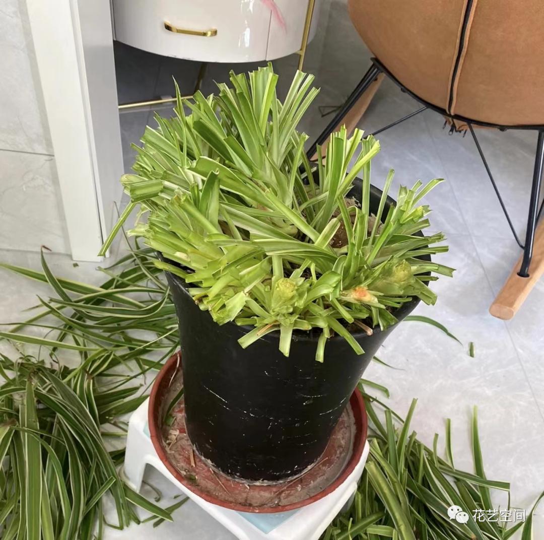 4种花超级好养活全年开花不断,耐修剪又四季常青的花卉