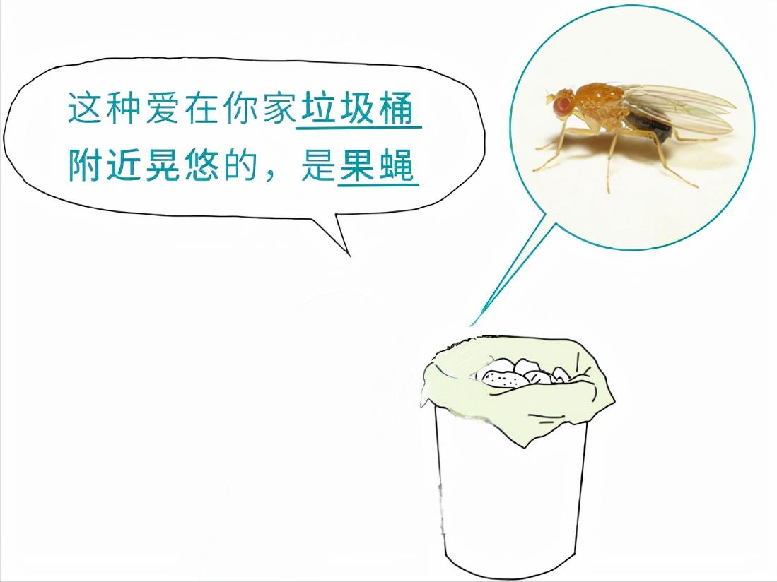 春天了家里好多虫子怎么办,春天来了家里有很多小虫怎么办