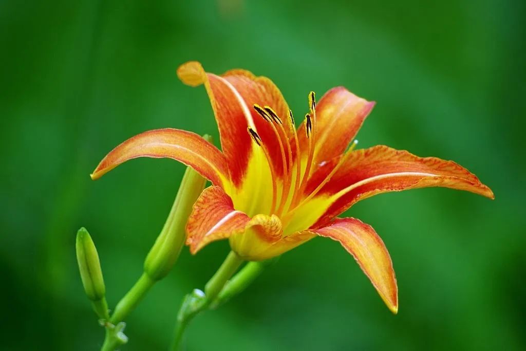 母亲节母爱古诗词,母亲节对母亲说的话古诗