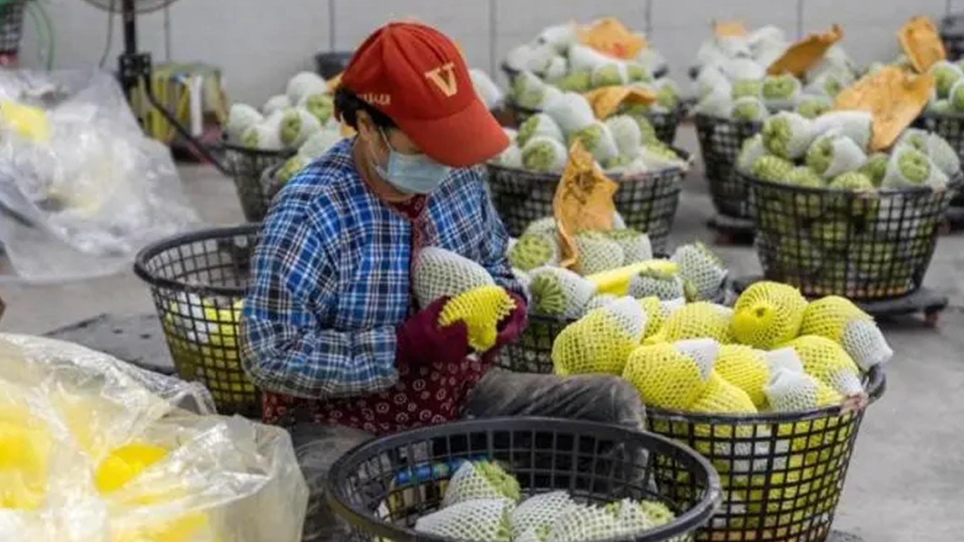 台湾凤梨大陆不买会怎么样,台湾凤梨释迦价格暴跌