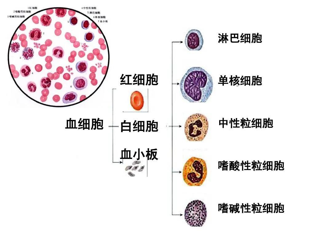 寄生虫为什么很难杀死,寄生虫为什么那么强