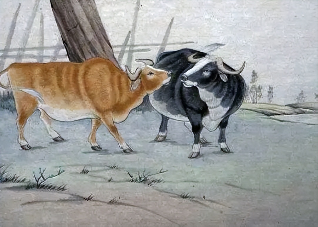 明明同样是牛，为啥古代中国人用来耕作，欧洲人却做成了牛扒？