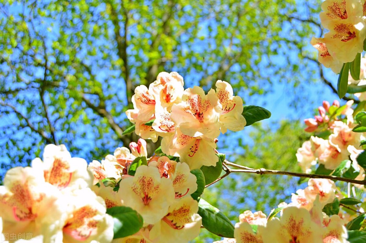 中国古典十大花卉,中国传统十大花卉有哪些