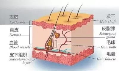 每天都有洗头，还是发痒有头屑甚至掉发？