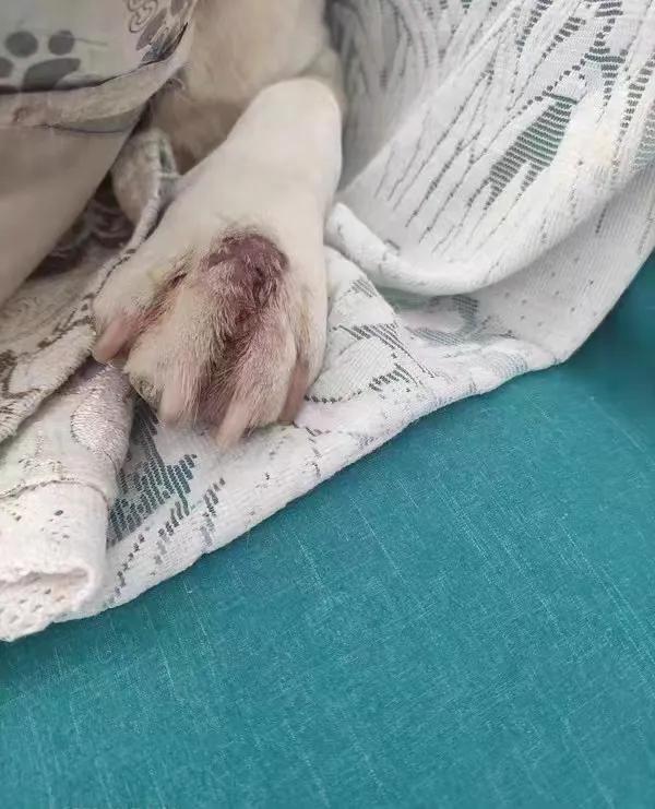 狗狗皮肤瘙痒用什么药浴洗澡,狗狗皮肤瘙痒能用红霉素软膏吗