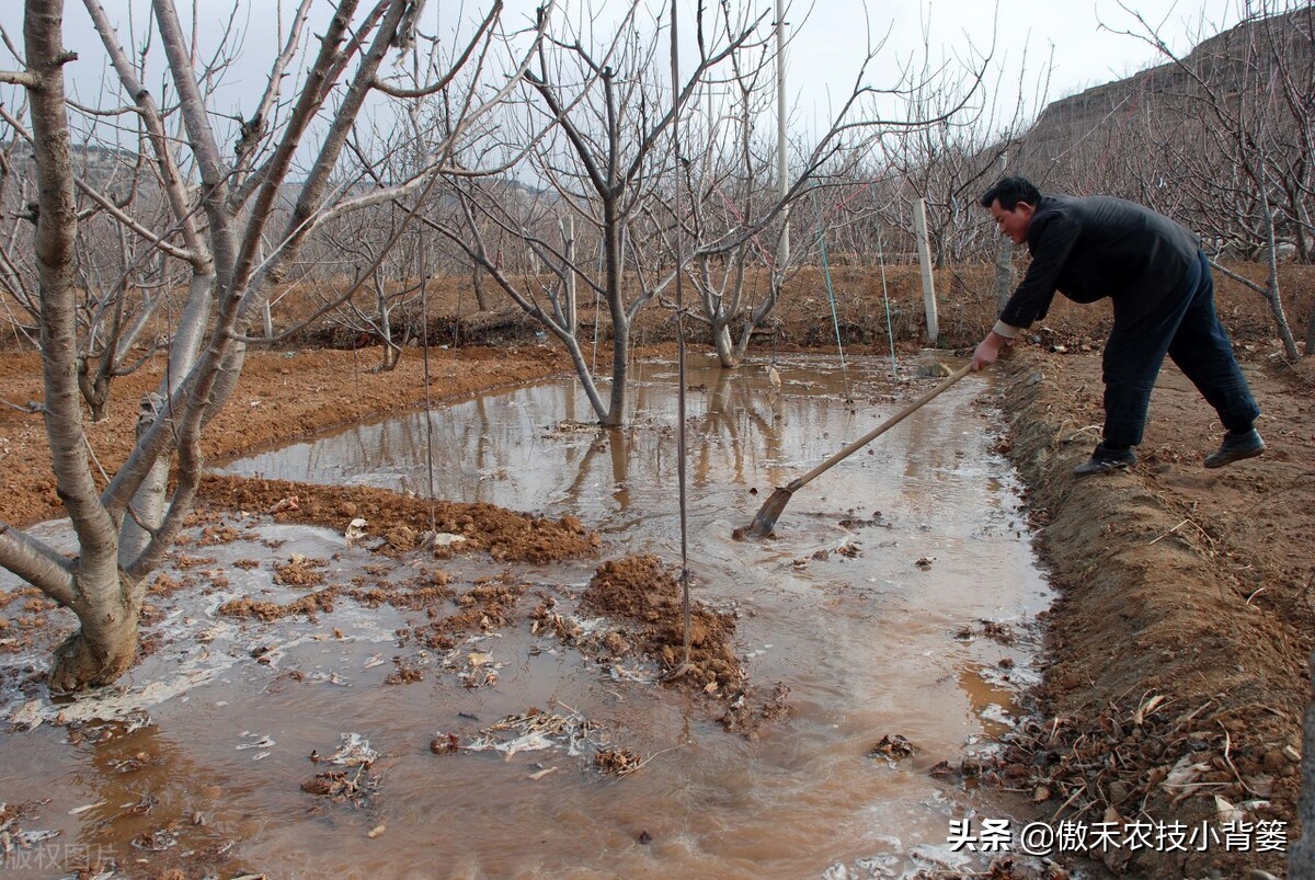 春季果园解冻水啥时浇,果树春天种植后多久浇一次水