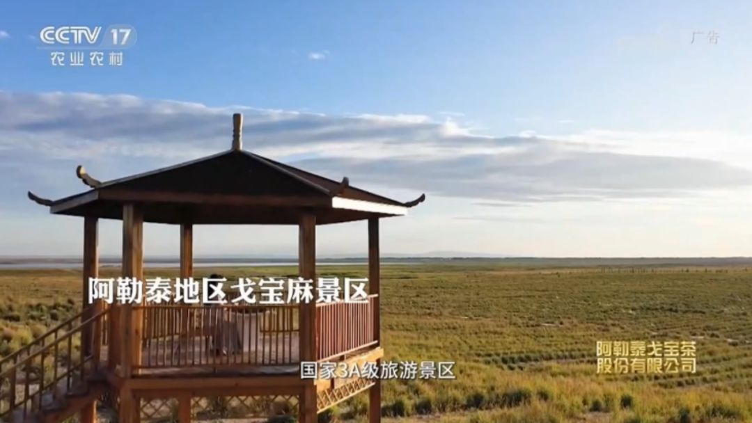 治沙变绿洲,荒漠变绿洲