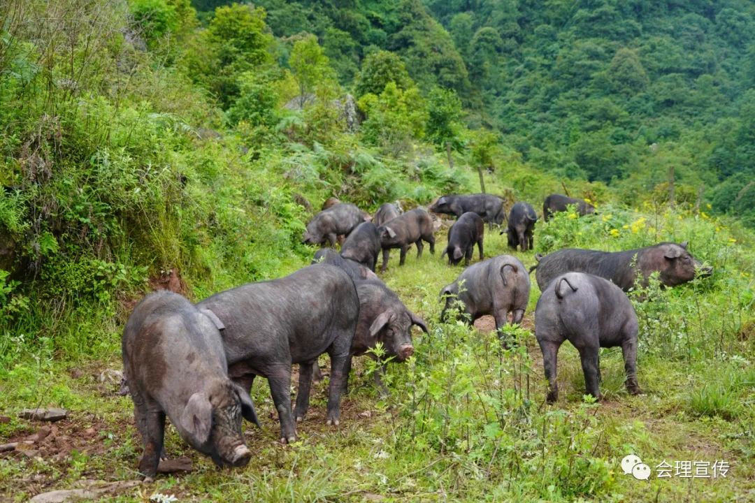 会理三地村:“老腊肉”成为致富“新产业”