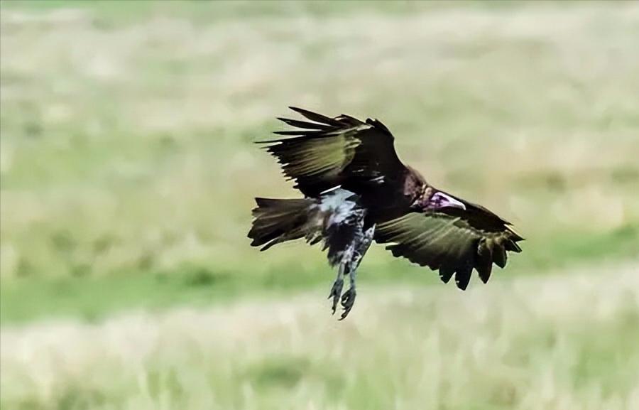 两米长巨鸟袭击村民后果令人震惊,河南巨型鸟王