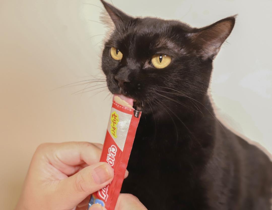 哈哈哈这些猫咪cospaly好怪，再看一眼，还是好怪