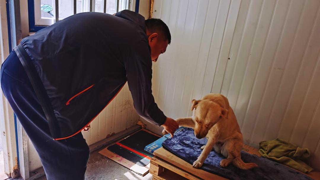 养狗人的视频,养狗人皮肤过敏的症状和表现