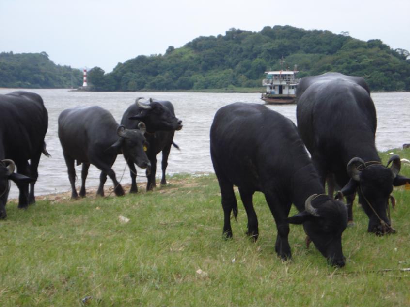 农业系统干部变身“乡村推介官”②，推介广西各地地道好物