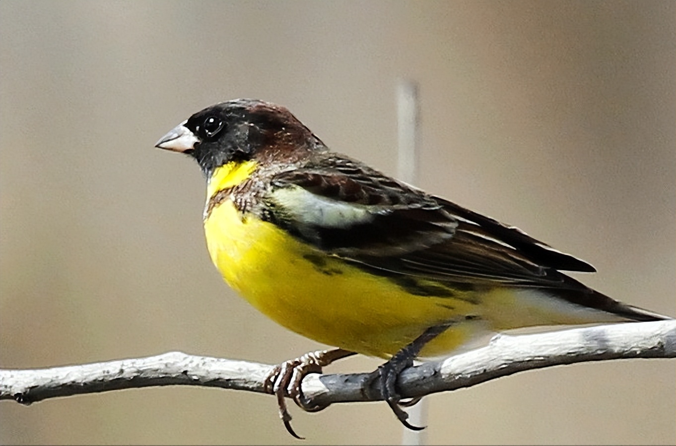 50张最佳鸟类摄影作品,鸟儿大全大图