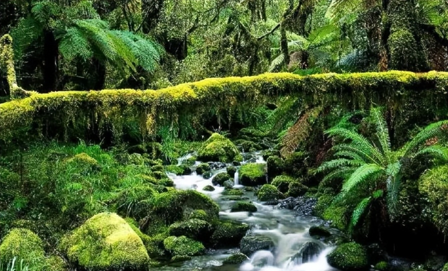 亚马逊雨林对全球气候的影响,亚马逊热带雨林的保护措施