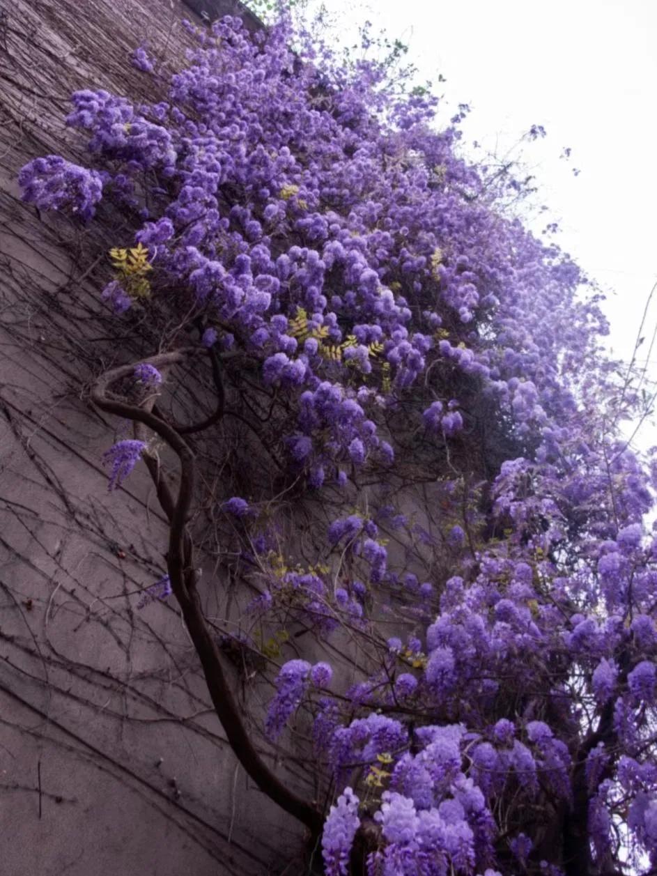 紫藤花成都周边,成都1号桥紫藤花