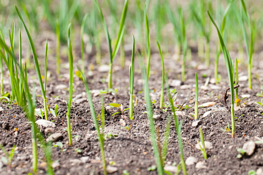 大蒜苗弱怎么壮苗,大蒜生根壮苗防冻套餐