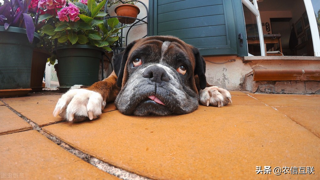豆粕春节后走势,豆粕为何疯涨
