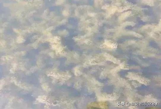 伊乐藻水草挂脏处理方法,龙虾塘伊乐藻有虫怎么处理