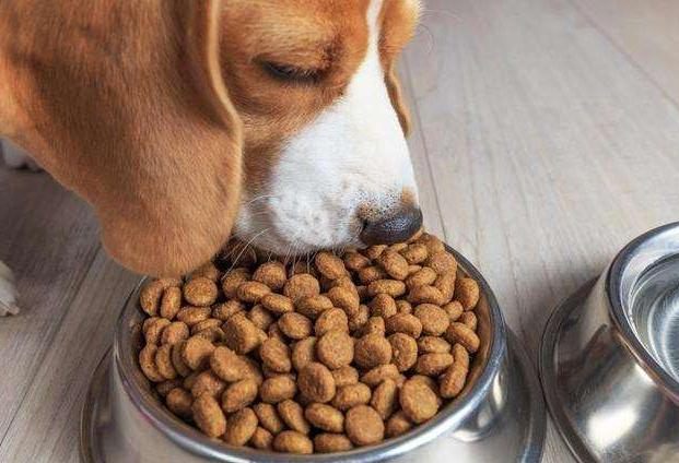 狗狗的毛发不亮怎么解决,狗狗毛发干枯无光泽吃什么营养