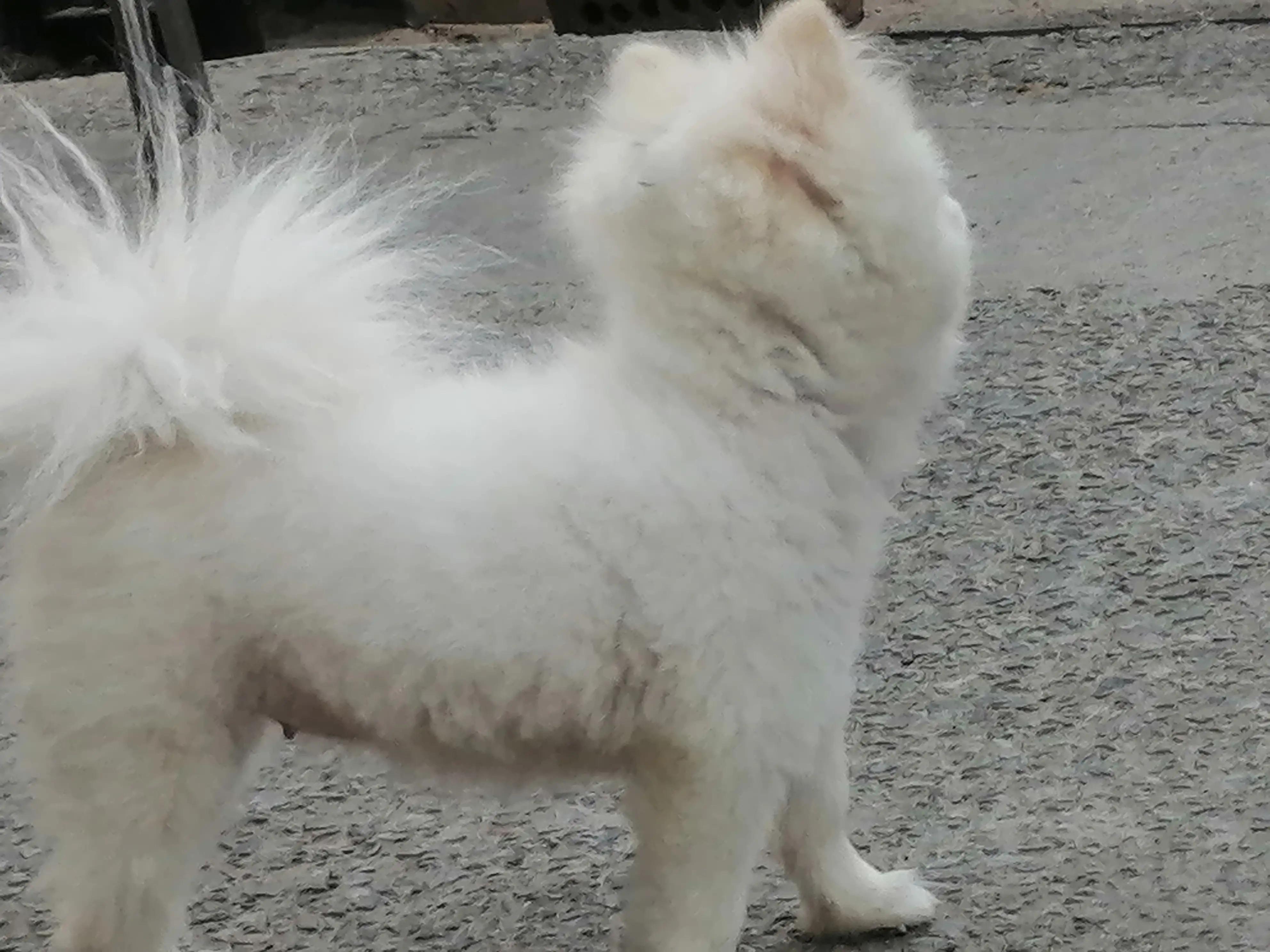 姣涜眴灏忕嫍,璋冪毊灏忕嫍姣涜眴