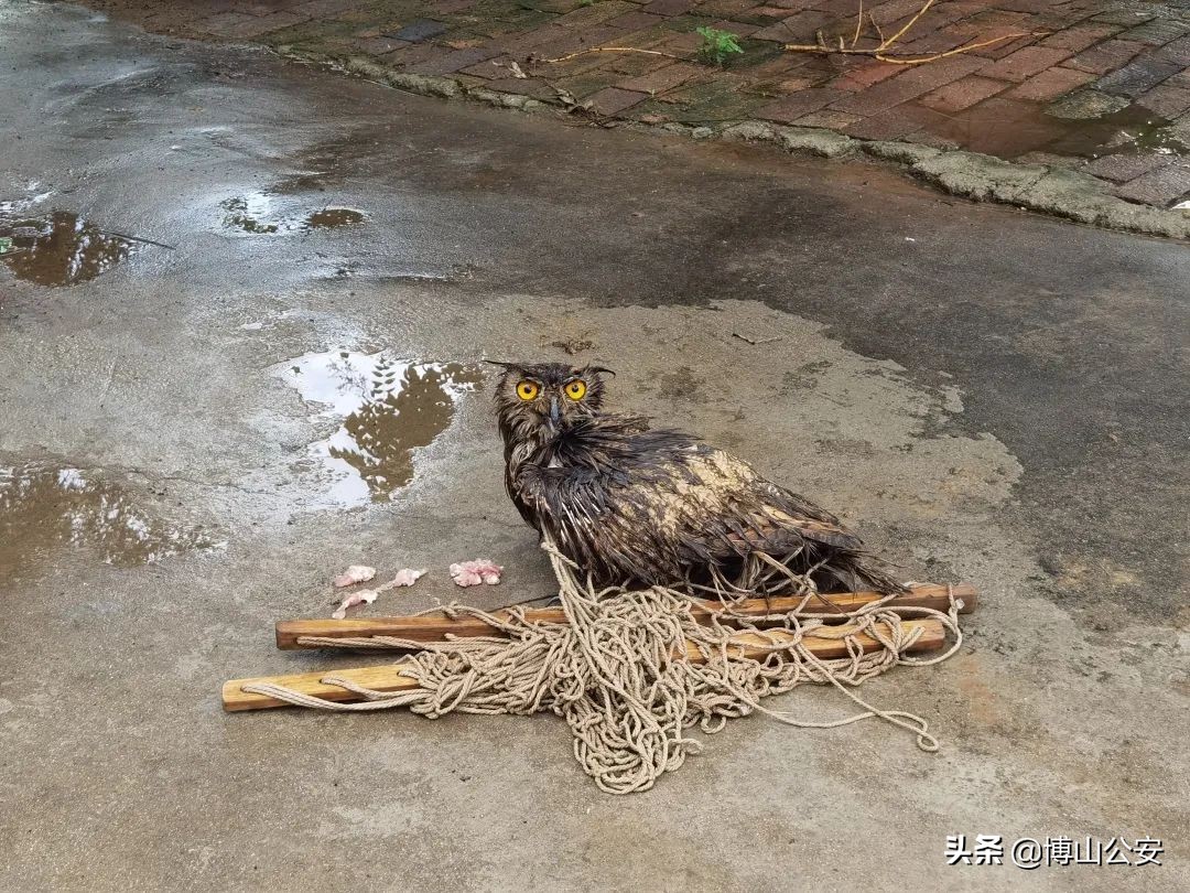 受伤严重凶猛依旧！博山警方及时救治一只国家二级保护动物