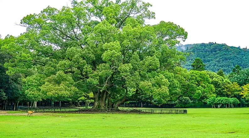 江西常见的风景树,江西第一树