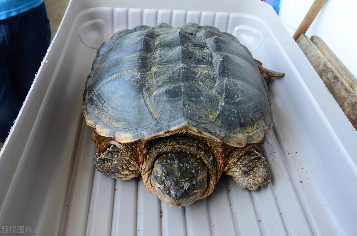 北美大鳄龟成体,北美鳄龟为什么会出现在中国