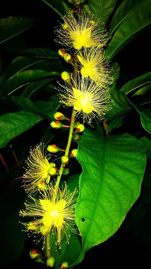 玉蕊树的花有什么功效,植物玉如意花的寓意和象征