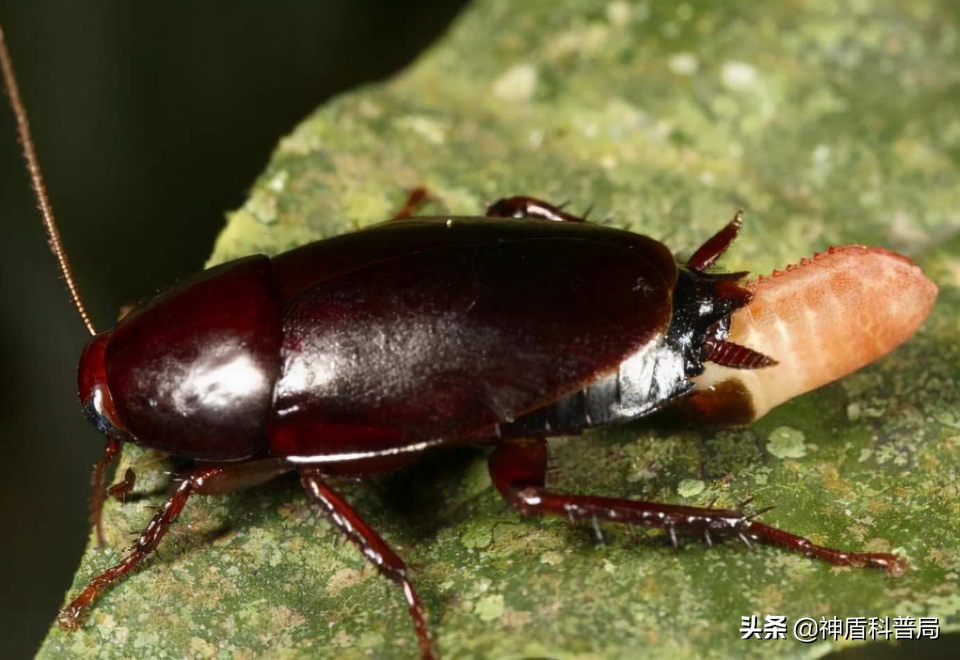 明明蟑螂爬到身上就不见了,有人把蟑螂给踩死了