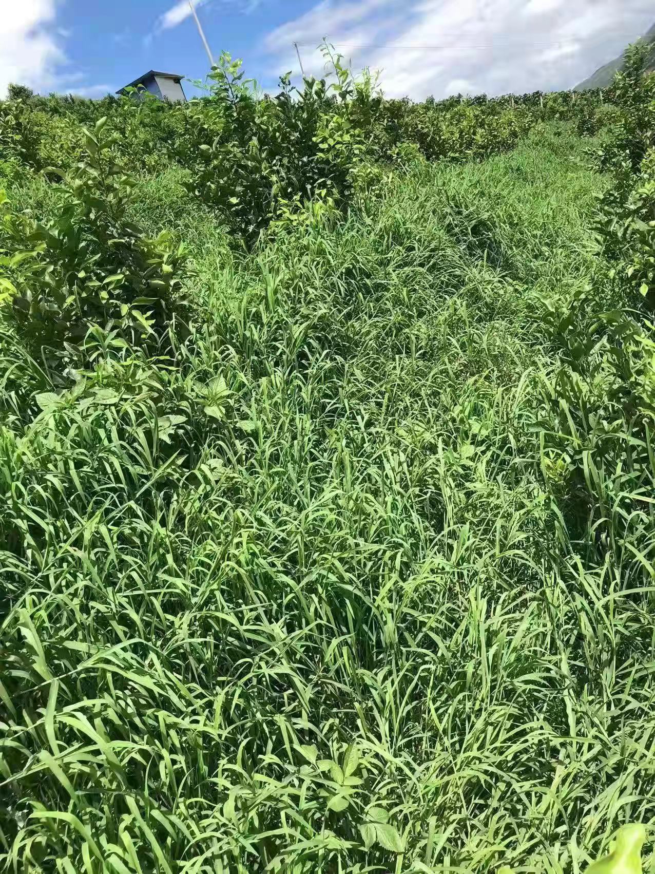 怎样彻底根除果园中的杂草,果园生草怎么管理