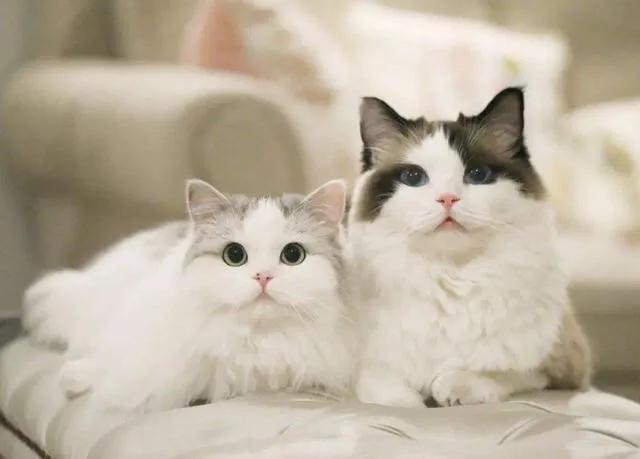 铲屎官看猫咪撒狗粮,各大铲屎官推荐的猫粮