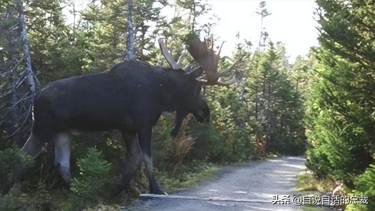 超级血液代表着什么,超级血液是啥