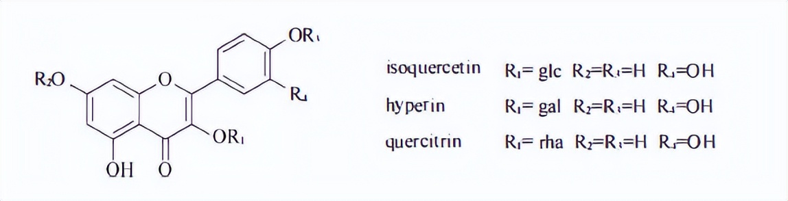 含黄酮类成分的药材有,陈皮的黄酮类成分作用
