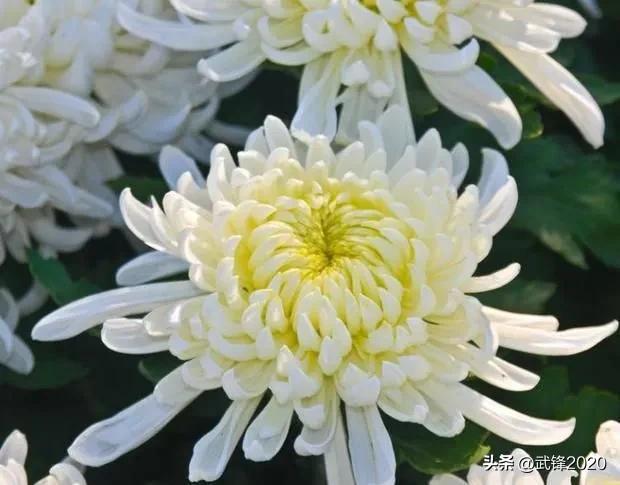 咏菊白居易书法作品格式,唐诗白居易隶书书法作品欣赏